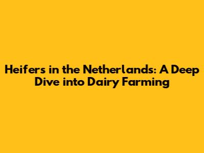 Heifers in the Netherlands: A Deep Dive into Dairy Farming