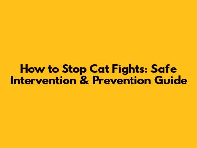 How to Stop Cat Fights: Safe Intervention & Prevention Guide